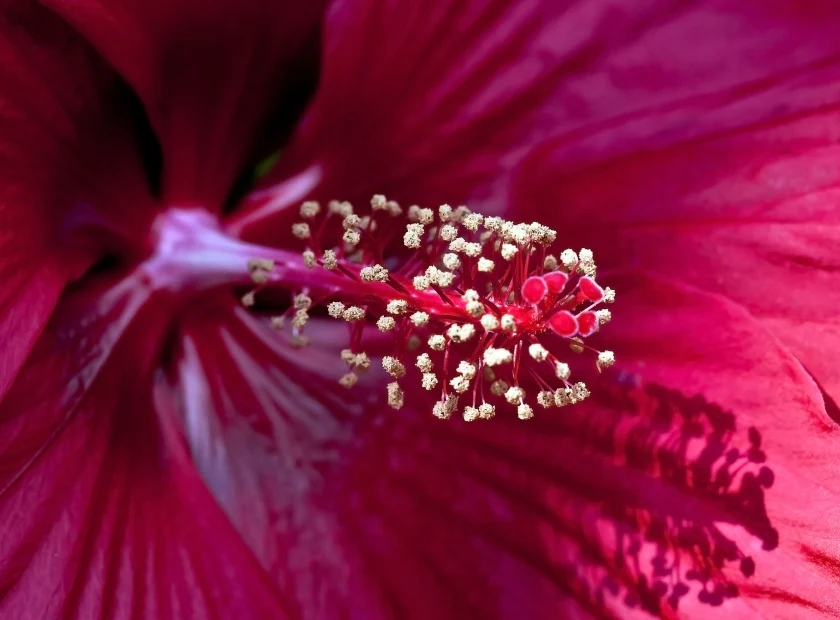 CardioCharge™ Hibiscus Flower Extract for Heart and Circulation Support